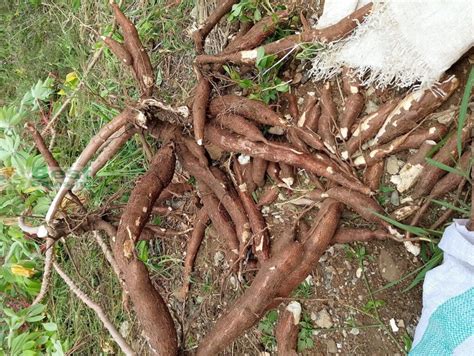 cassava price per kilo|Farm Prices .